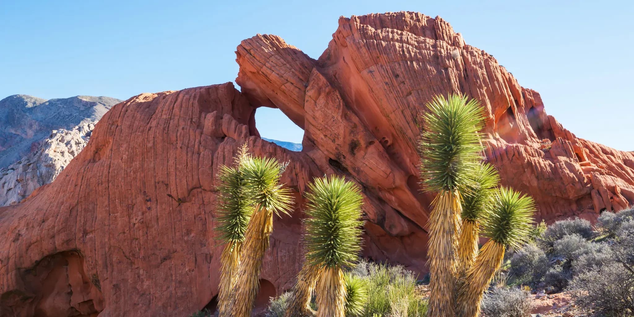 Start Your <b>Nevada Love Story</b> Today