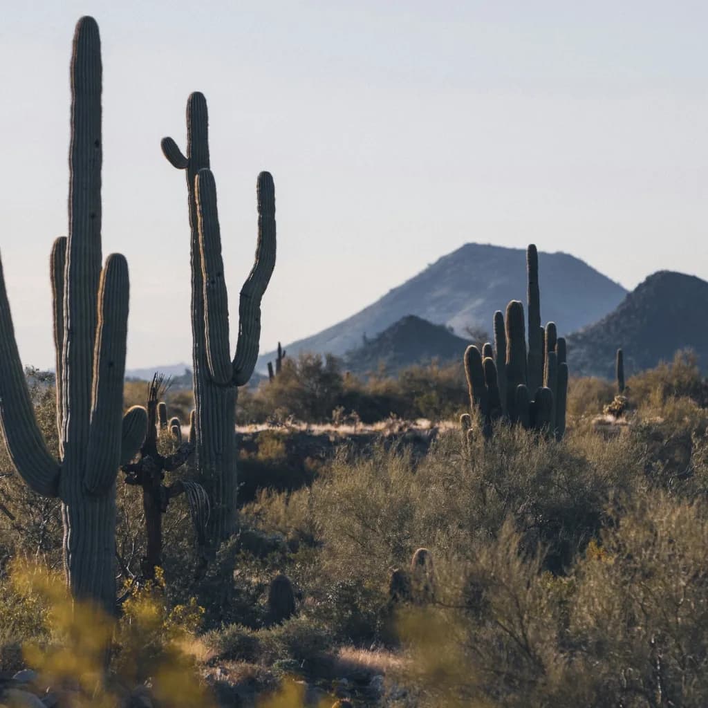 Arizona's Premier Matchmaker for Ambitious Professionals