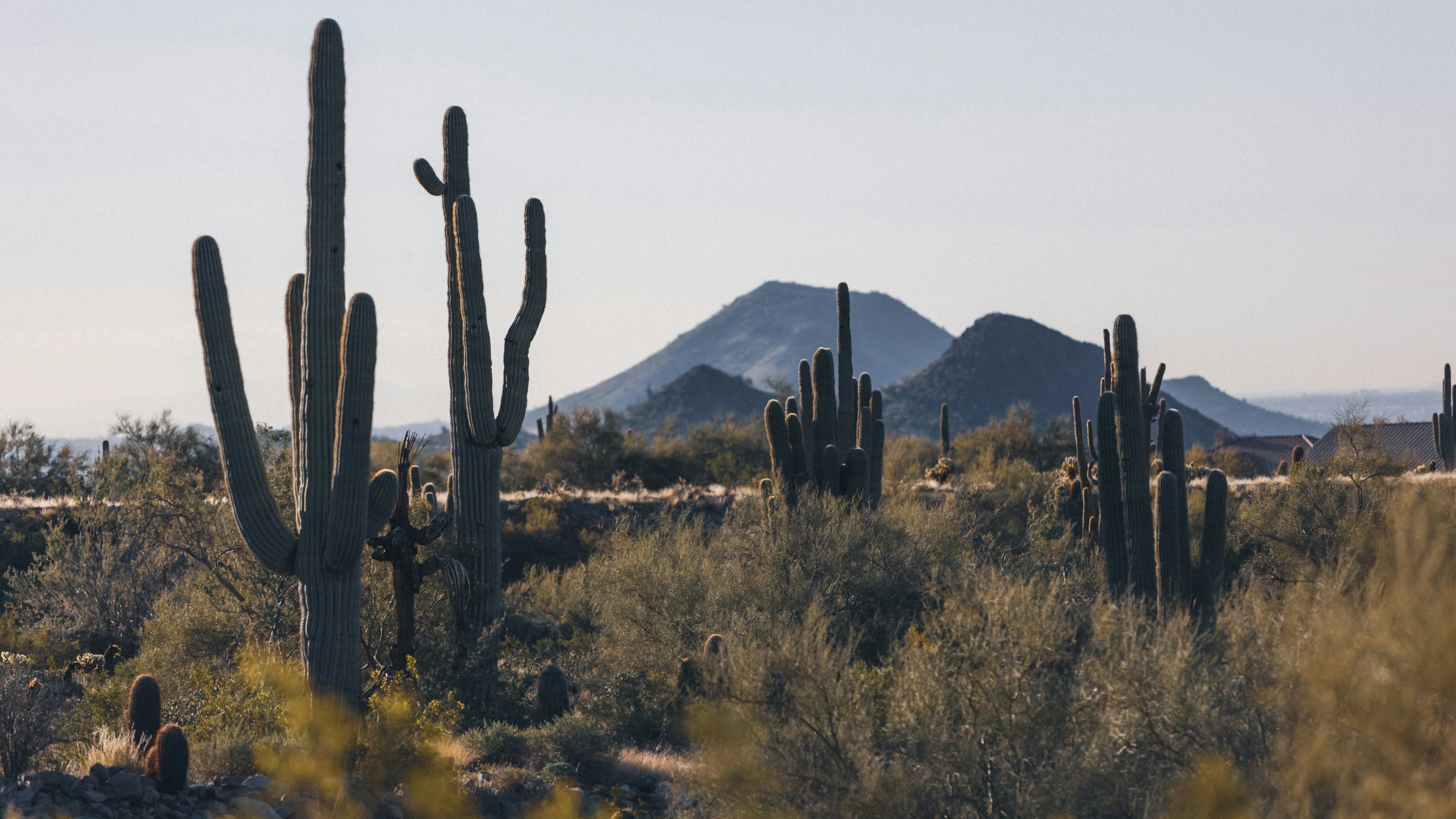 Begin Your Scottsdale Love Story Today