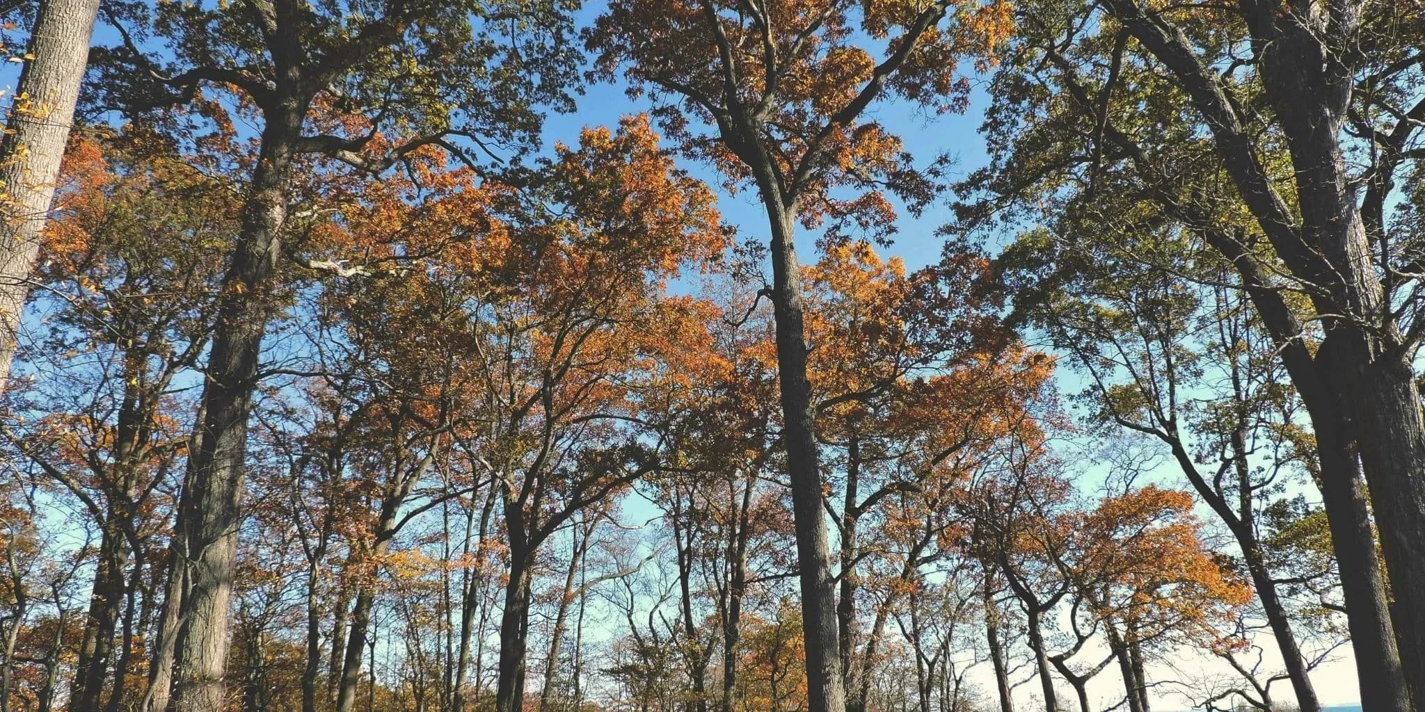 Begin Your Connecticut Love Story Today