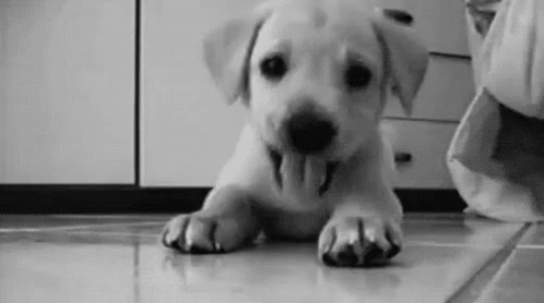 puppy waving