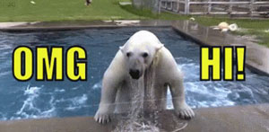 10 Bumble GIFs To Improve Your Messages! 4 OMG Hi Bear gif