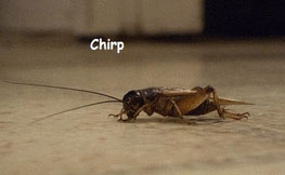 crickets gif