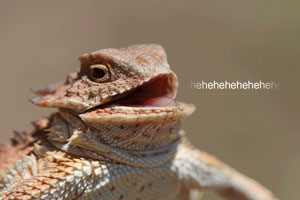 laughing lizard gif