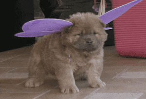 puppy with wings gif