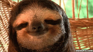 sloth gif