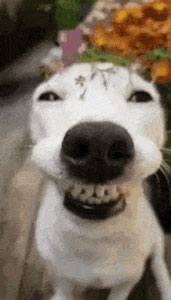 smiling dog gif