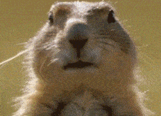 12 Tinder First Message Examples (That Actually Work!) 10 perfect gif for Tinder message