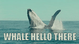 Whale Hello There gif